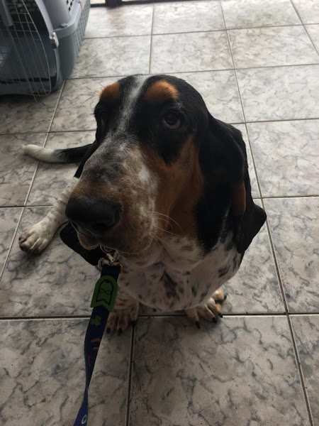 Foto 1 Pet Shop Raças Pet