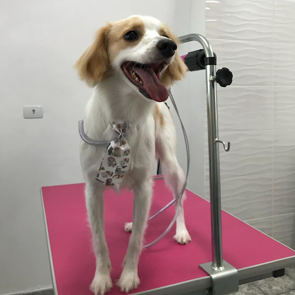 Foto 3 Pet Shop Raças Pet