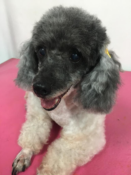 Foto 4 Pet Shop Raças Pet