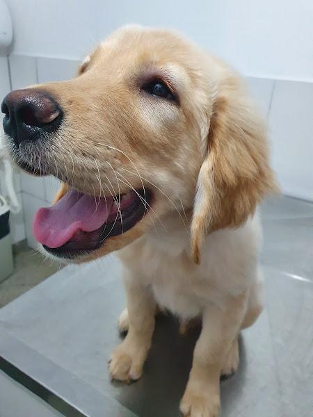 Foto 2 Dog Show - Clínica Veterinária