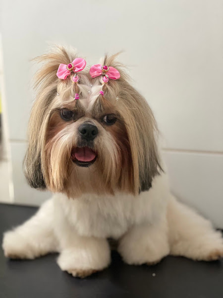 Foto 3 Dog Show - Clínica Veterinária