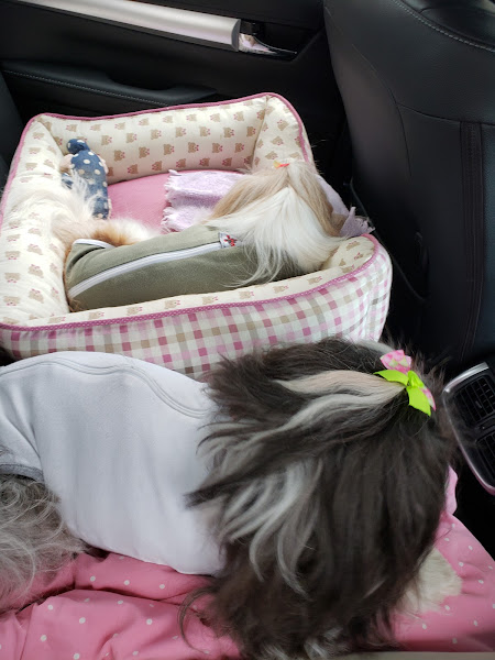 Foto 1 Clínica Veterinária Estimação