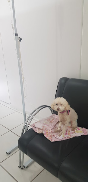 Foto 2 Clínica Veterinária Estimação