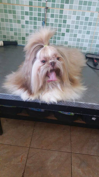 Dra. Elaine Veterinária Dra. Elaine Veterinária