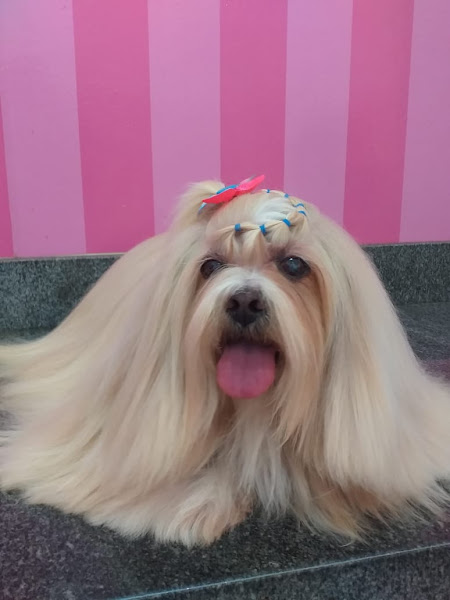 Foto 2 Clínica Veterinária & Xeus Pet Shop - Vicente Pires