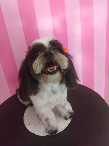 Foto 5 Clínica Veterinária & Xeus Pet Shop - Vicente Pires