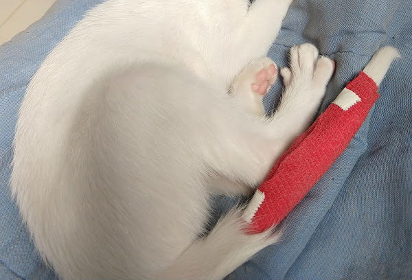 Foto 3 Pet Shop Mundo das Patas