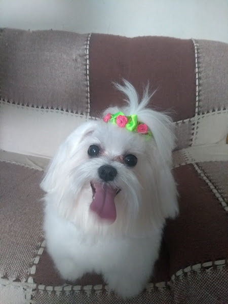 Foto 4 Pet Shop Mundo das Patas