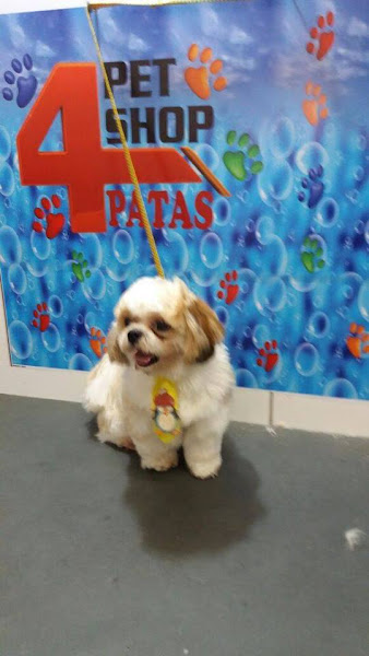 Foto 1 PET SHOP 4 PATAS