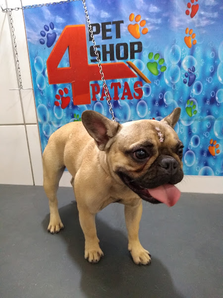 Foto 2 PET SHOP 4 PATAS