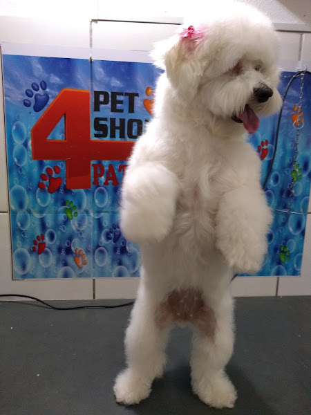 Foto 3 PET SHOP 4 PATAS