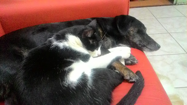 Foto 3 LM RAÇÕES E PET SHOP DIAMANTE MALDONADO BARREIRO