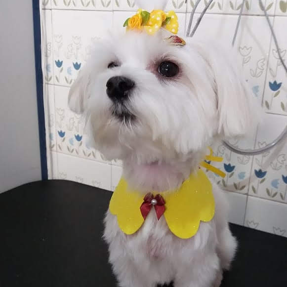 Foto 1 Clínica Veterinária Francisco De Assis