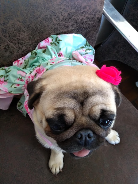 Foto 2 Clínica Veterinária Francisco De Assis