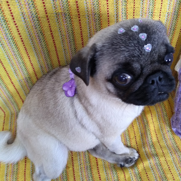 Foto 5 Clínica Veterinária Francisco De Assis