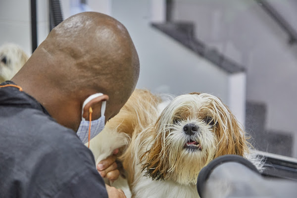 Foto 2 Pet Master | Centro Veterinário 24h - Salão - PetShop