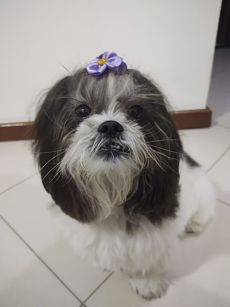 Foto 1 PET SHOP SALVADOR Foto 1 PET SHOP SALVADOR