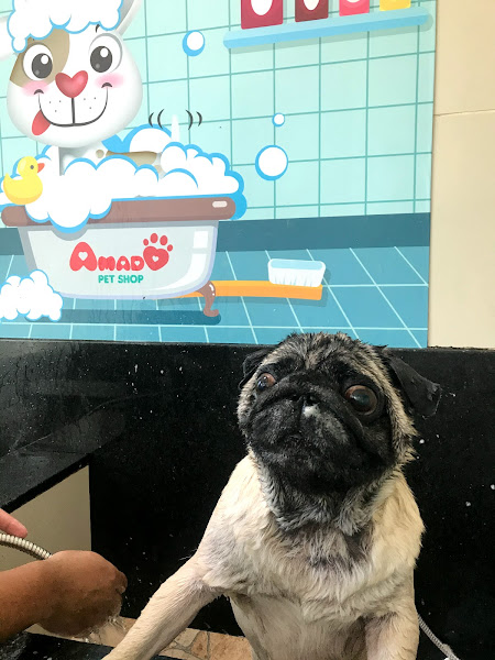 Foto 3 Amado Pet Shop (Largo do Tanque)