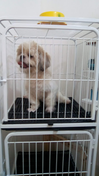 Foto 2 Pet shop banho tosa