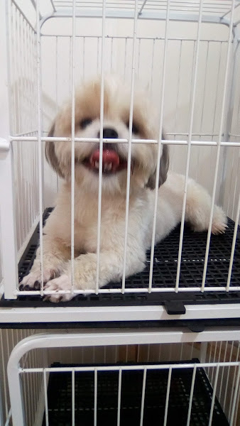 Foto 4 Pet shop banho tosa