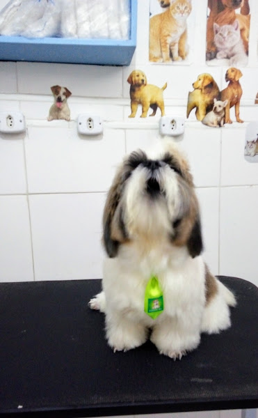 Pet Shop da Lulu (whats) 99227-5564