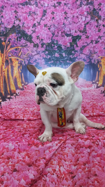 Foto 1 Pet Shop da Lulu (whats) 99227-5564