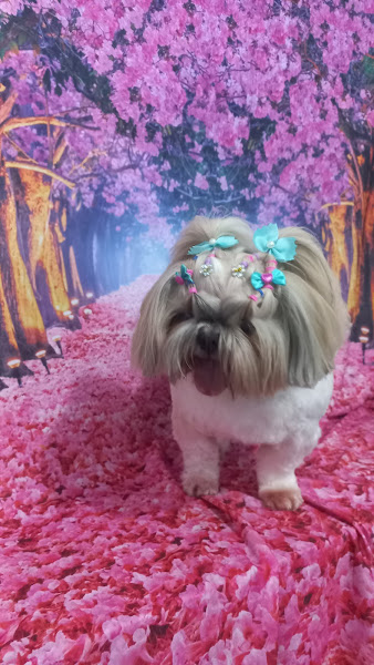 Foto 2 Pet Shop da Lulu (whats) 99227-5564