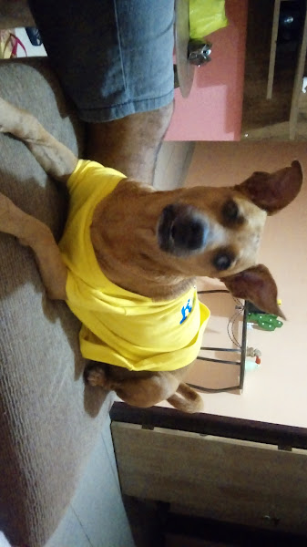 Foto 3 Pet Shop da Lulu (whats) 99227-5564