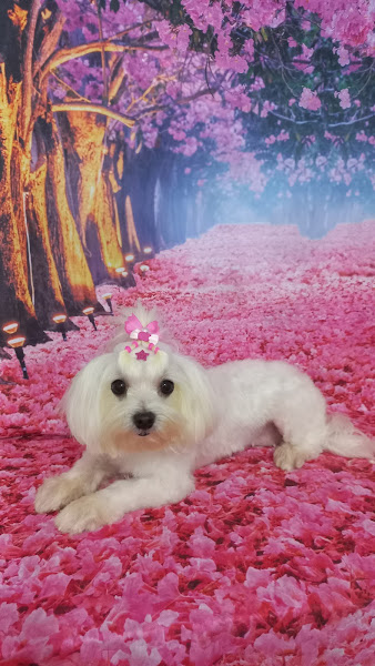 Foto 4 Pet Shop da Lulu (whats) 99227-5564