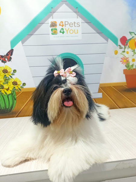 Foto 2 Pet Shop 4 Pets 4 You