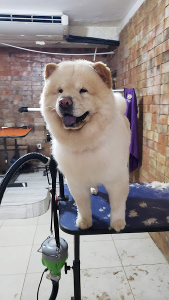 Foto 2 CEAMA PET SHOP