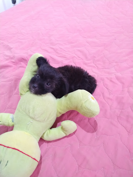 Pet Shop Snoopy Garden