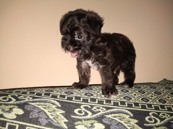 Foto 1 Pet Shop Snoopy Garden