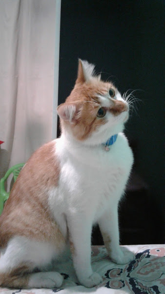 Beleza de Bicho-Salão e Pet Shop