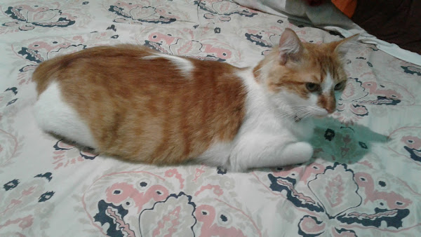 Foto 1 Beleza de Bicho-Salão e Pet Shop