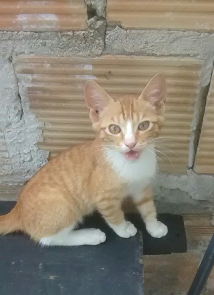 Foto 2 Beleza de Bicho-Salão e Pet Shop