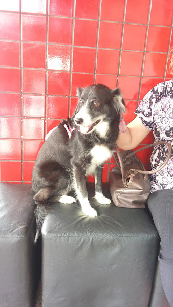 Foto 2 Petlândia Salvador