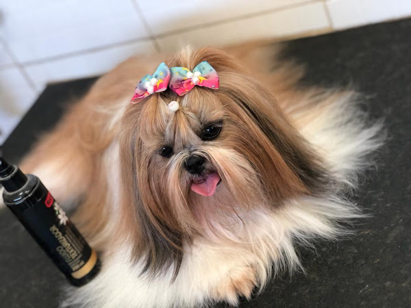 Foto 4 Pet Shop Dois Irmãos