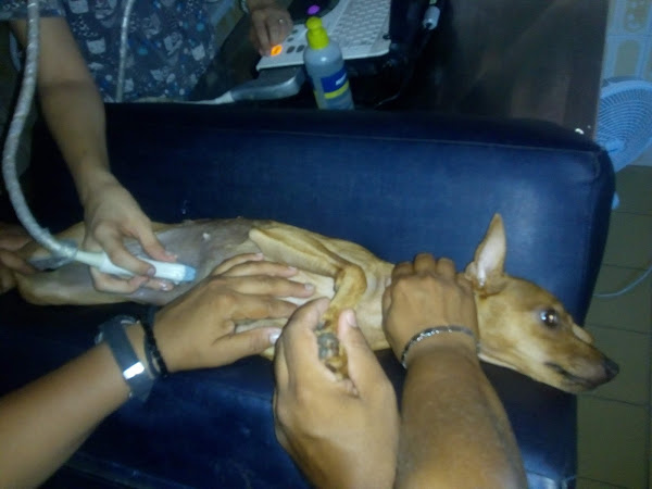 Foto 3 Pet Mais D. Maria