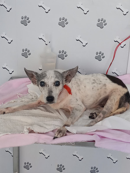 Foto 1 Pugo Pet - Pet Shop