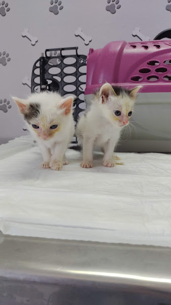 Foto 2 Pugo Pet - Pet Shop Foto 2 Pugo Pet - Pet Shop