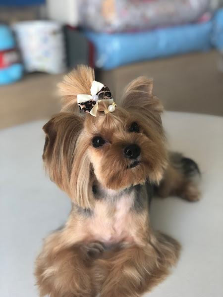 Foto 1 Petik Centro Estético Animal - Petshop