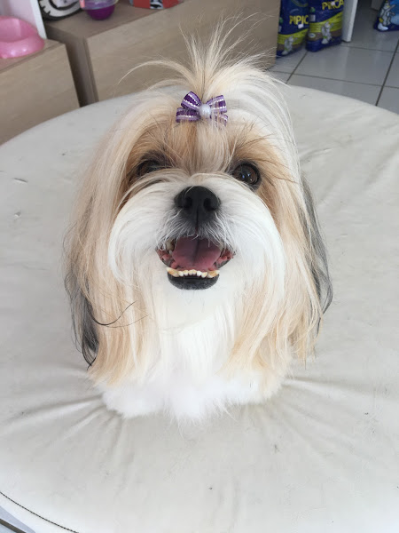 Foto 2 Petik Centro Estético Animal - Petshop