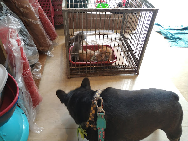 Foto 4 Pet Canis Foto 4 Pet Canis