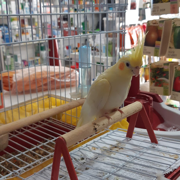 Foto 2 AMORA PET SHOP