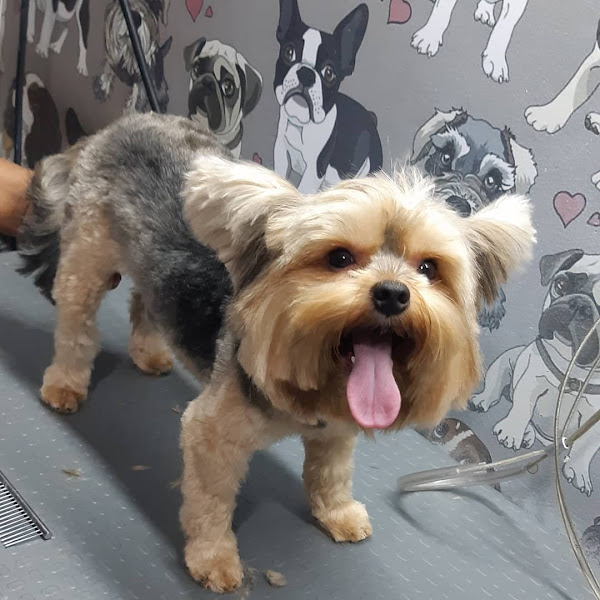 Foto 4 AMORA PET SHOP