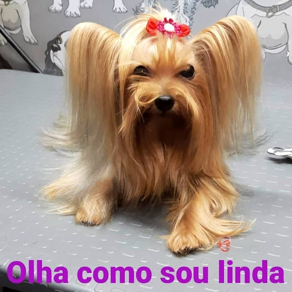 Foto 5 AMORA PET SHOP