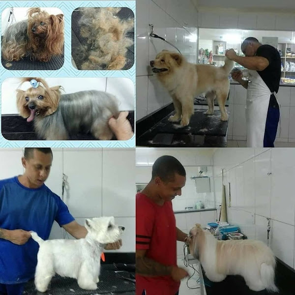 BANHO E TOSA TA PRONTO