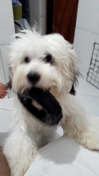 Foto 2 Amor De Bicho Pet Shop