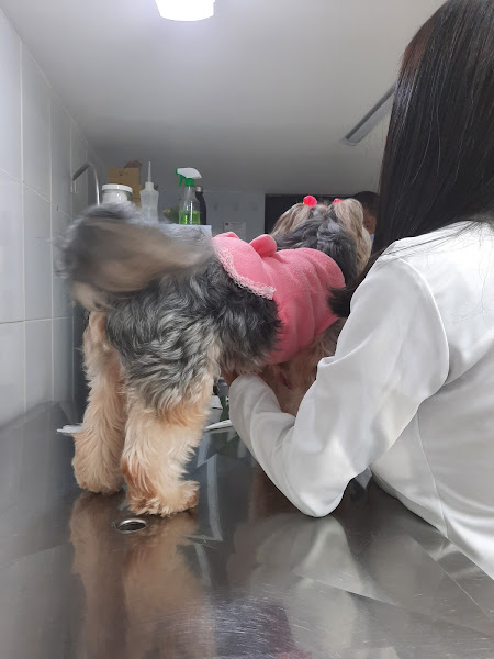 Foto 3 Pet Patas Vila Laura